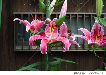 ユリ　　スターゲイザ 55596234