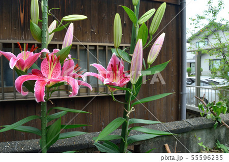 ユリ　　スターゲイザ 55596235