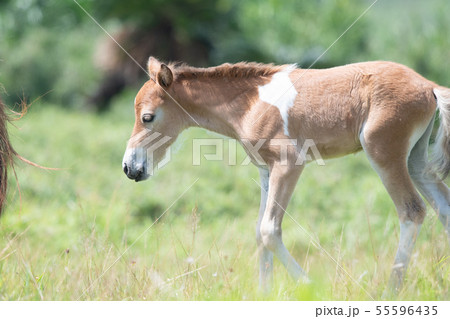 与那国島で放牧されている与那国馬[2019/7] 55596435