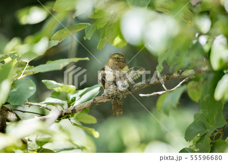 Adult female frogmouth (Batrachostomus affinis) Adult female frogmouth (Batrachostomus affinis) 55596680