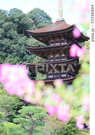 瑠璃光寺と花の写真 55596804