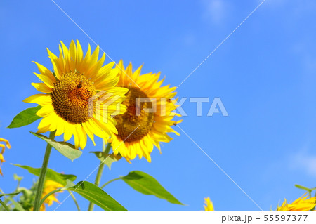 向日葵 夏 青空 55597377