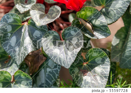 台湾 背景 バックグラウンド 55597728