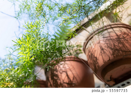 台湾 背景 バックグラウンド 55597735