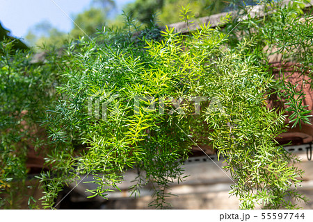 台湾 背景 バックグラウンド 55597744