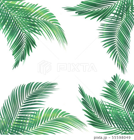 frame for text made from green palm leaf isolated 55598049