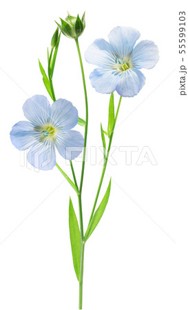 Flax plant l.usitatissimum, paths 55599103