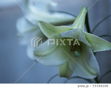 しんてっぽうゆり 55599206