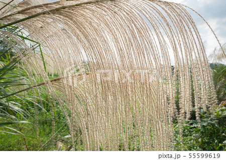 景色 風景 台湾 55599619