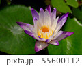 Unretouched Close up Purple lotus 55600112