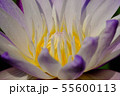 Unretouched Close up Purple lotus 55600113