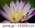 Unretouched Close up Purple lotus 55600114