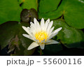 Unretouched Close up Yellow lotus 55600116