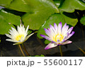 Unretouched Close up Purple White lotus 55600117