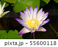 Unretouched Close up Purple lotus 55600118
