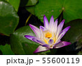 Unretouched Close up Purple lotus 55600119