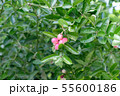 Red fruit with green leaves in rainforest 55600186