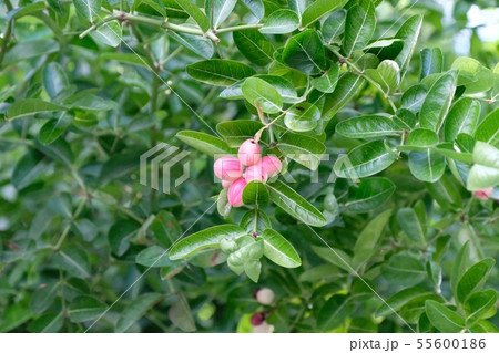 Red fruit with green leaves in rainforest Red fruit with green leaves in rainforest 55600186