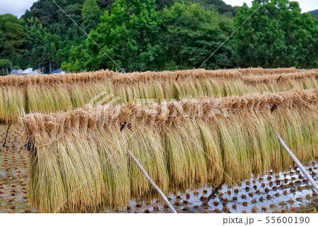 稲刈り 55600190