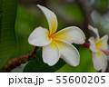 Unretouched Plumeria white color  55600205