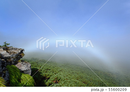 北海道の森に架かる白い虹（霧虹・フォグボー） 55600209