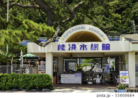 桂浜水族館　桂浜　高知県高知市 55600664