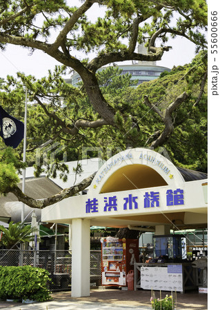 桂浜水族館 桂浜 高知県高知市 桂浜水族館 桂浜 高知県高知市 55600666