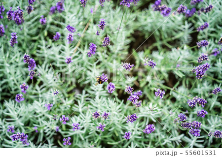 Bees on lavender flowers. Selected focus. Bees most attracted to lavender. Bees on lavender flowers. Selected focus. Bees most attracted to lavender. 55601531