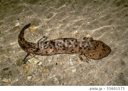歩き回るオオサンショウウオ 歩き回るオオサンショウウオ 55601575