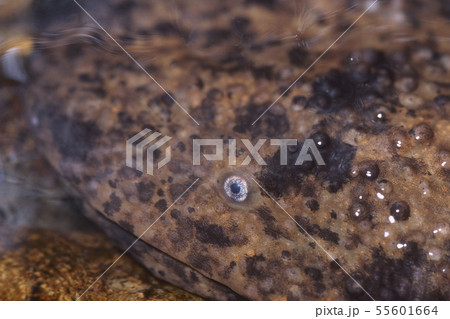 オオサンショウウオの眼 オオサンショウウオの眼 55601664