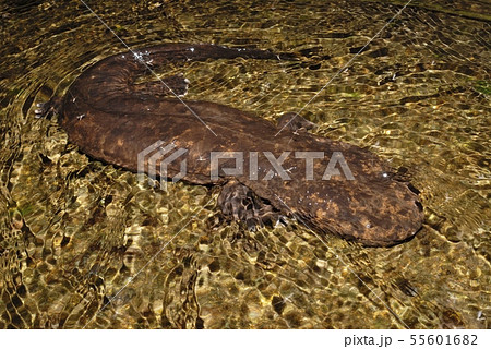 歩き回るオオサンショウウオ 55601682