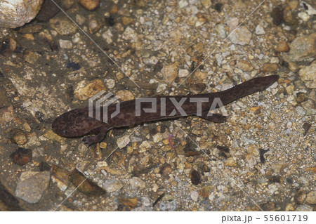 オオサンショウウオ幼生 55601719