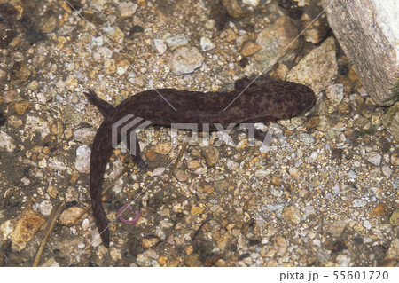 オオサンショウウオ幼生 55601720