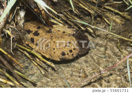 仲良しオオサンショウウオ二匹 仲良しオオサンショウウオ二匹 55601731