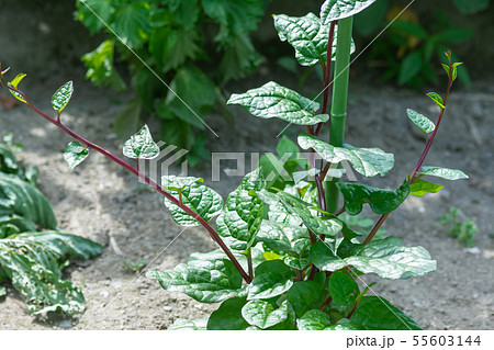 ツルムラサキ ツルムラサキ 55603144