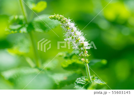 アップルミントの花 55603145