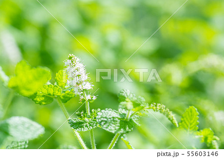 アップルミントの花 アップルミントの花 55603146