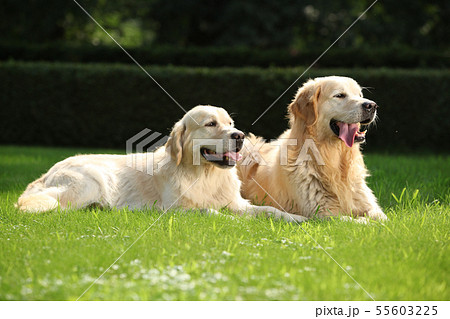 Amazing golden retrievers together 55603225