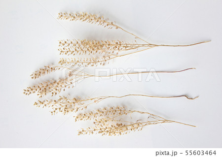 自然 植物 トップアングル 55603464