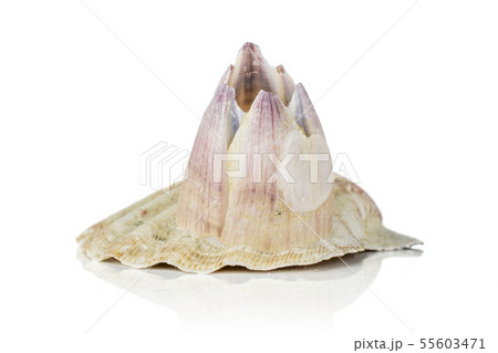 Mollusc sea shell isolated on white Mollusc sea shell isolated on white 55603471