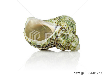 Mollusc sea shell isolated on white Mollusc sea shell isolated on white 55604244