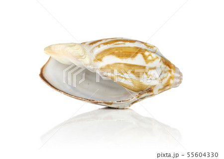 Mollusc sea shell isolated on white Mollusc sea shell isolated on white 55604330