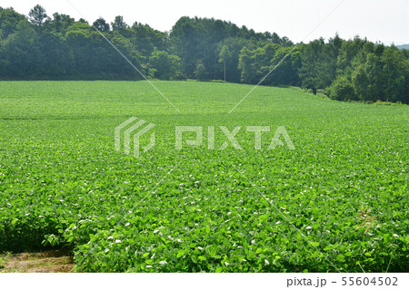 快晴の北海道厚沢部町鶉地区で青々と茂った大豆畑の夏の風景を撮影 快晴の北海道厚沢部町鶉地区で青々と茂った大豆畑の夏の風景を撮影 55604502