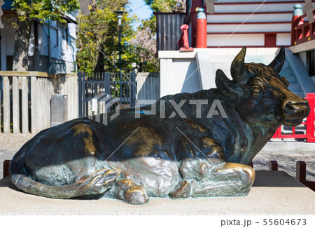 亀戸天神社 御神牛 (東京都江東区) 2019年2月 亀戸天神社 御神牛 (東京都江東区) 2019年2月 55604673