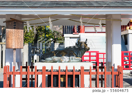 亀戸天神社 御神牛 (東京都江東区) 2019年2月 亀戸天神社 御神牛 (東京都江東区) 2019年2月 55604675