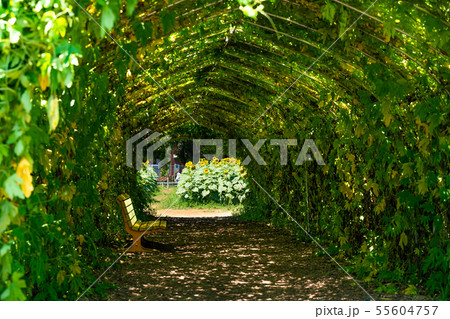 [日本の夏] ひまわりガーデン武蔵村山 55604757