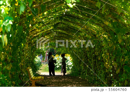 [日本の夏] ひまわりガーデン武蔵村山 55604760