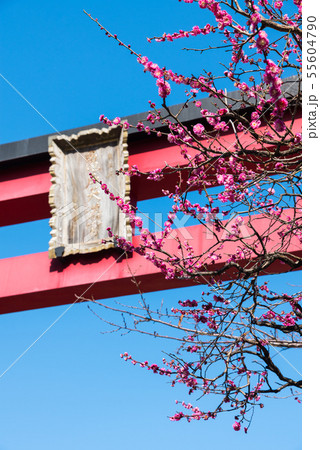 亀戸天神社 紅梅の花と大鳥居 (東京都江東区) 2019年2月 亀戸天神社 紅梅の花と大鳥居 (東京都江東区) 2019年2月 55604790