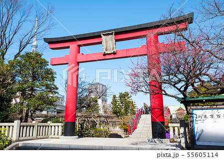 亀戸天神社 大鳥居と紅梅の花 （東京都江東区） 2019年2月 55605114
