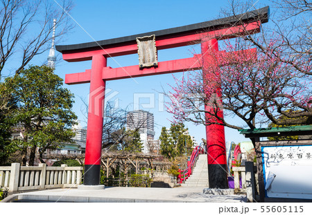 亀戸天神社 大鳥居と紅梅の花 (東京都江東区) 2019年2月 亀戸天神社 大鳥居と紅梅の花 (東京都江東区) 2019年2月 55605115